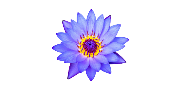 Blue Lotus flower