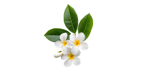 Jasmine flower